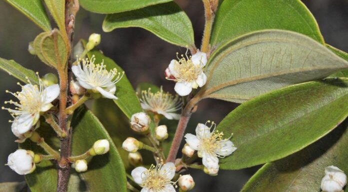 Австралійське “Дерево-Зомбі” Стоїть на Грані Вимирання через Розповсюдження Смертоносного Грибка