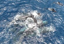 Захоплення Родів Кашалота на Відео: Урок Підводного Співробітництва