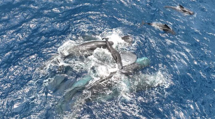 Захоплення Родів Кашалота на Відео: Урок Підводного Співробітництва