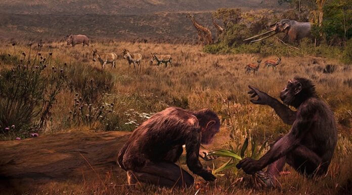 Таємнича стародавня мавпа, можливо, розвинула ключову рису людини