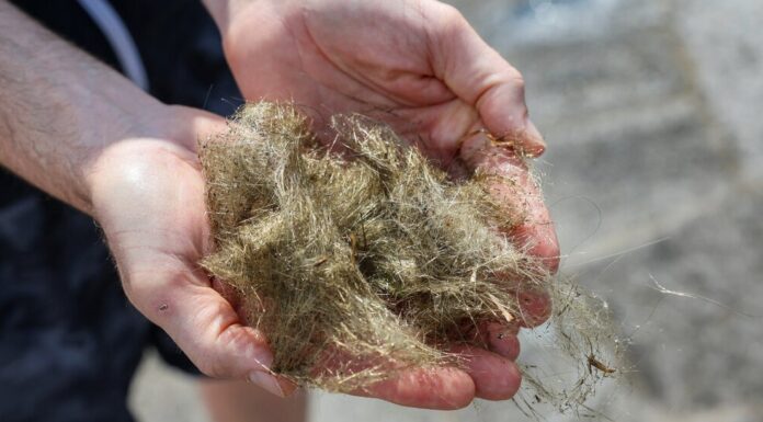 Волоконно-склоподібні нитки з вулканічного скла: коли магма витягується, наче волосся