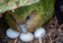 Сплеск Розмноження Какапо Пов’язаний з Рясним Урожаєм Плодів Риму