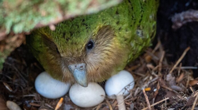 Сплеск Розмноження Какапо Пов’язаний з Рясним Урожаєм Плодів Риму