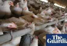 Tajné briefingy: Britští představitelé během obchodních jednání prozkoumali možnost dovozu kuřat ošetřených chlórem