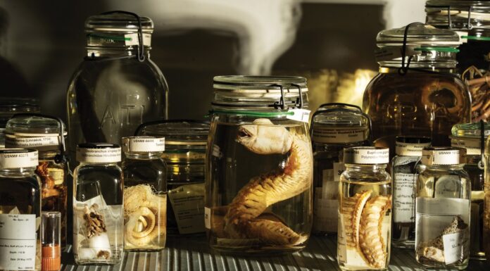 Прихований літопис світу: усередині величезних секретних сховищ Смітсонівського інституту