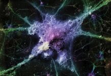 Zaměření na mozkový “systém likvidace odpadu”: Nové hranice ve výzkumu Alzheimerovy choroby