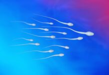 Contraceptif masculin réversible : une étude de Cornell cible la production de spermatozoïdes sans hormones