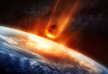 Как цветковые растения пережили кризисы Земли, удвоив свой ДНК