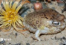 Темна слава жаби, що квакає 🐸
