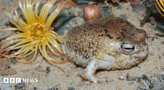The Squeaky Frog’s Dark Fame