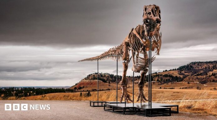 T. Rex For Sale. Again.