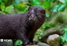 Кент хоче позбутися американської норки