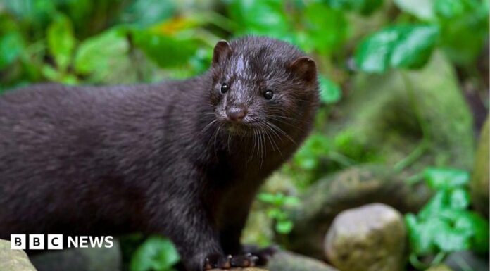 Kent wants American mink gone