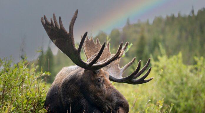 Moose Didn’t Just Arrive. They Returned.