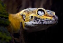 Wie ein mutierter Gecko Geheimnisse über die Krebsmetastasierung aufdeckt
