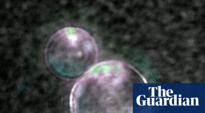 Synthetic Life Takes a Step Closer with “SpudCells”