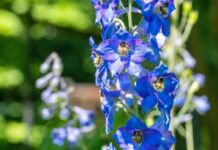 Replicating Wolfsbane’s Toxic Power: The Lab-Grown Future of Plant Medicine