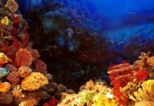 Як древній корал розкриває секрети майбутніх змін клімату