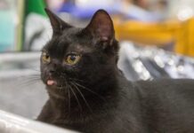 How Did a Black Cat Breed Mimic an Indian Panther?