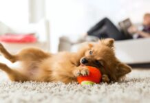 BestApartmentDogs: Чому характер важливіший за розмір у міському житті